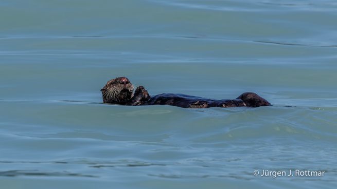 USA | Alaska | Katmai Nationalpark | Sea Otter (Meerotter)