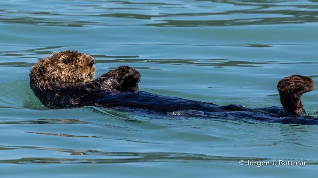 USA | Alaska | Katmai Nationalpark | Sea-Otter (Meerotter)