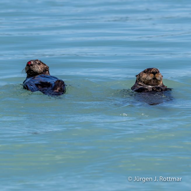 USA | Alaska | Katmai Nationalpark | Sea Ottern (Meerottern)