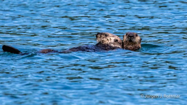 USA | Alaska | Katmai Nationalpark | Sea Ottern (Meerottern)