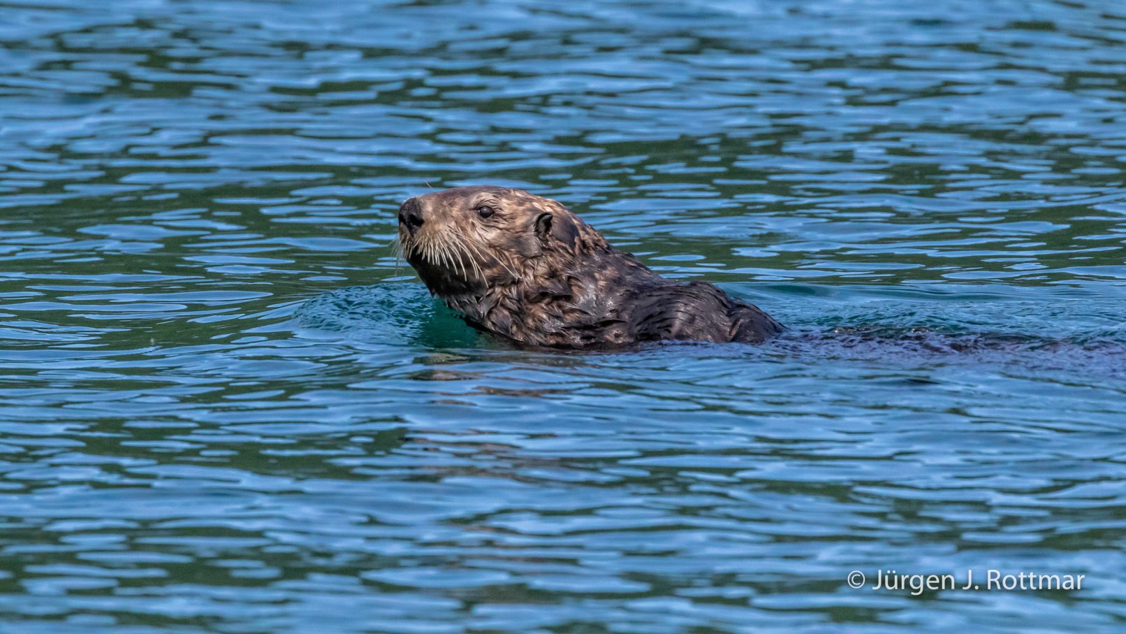 USA | Alaska | Katmai Nationalpark | Sea Otter (Meerotter)