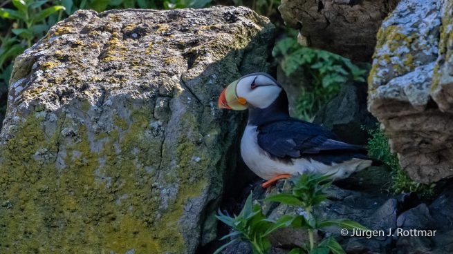 USA | Alaska | Katmai Nationalpark | Horned Puffin (Hornlund, Horn-Papageientaucher)