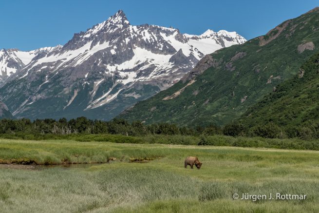 USA | Alaska | Katmai Nationalpark | Brown Bear (Braunbär)