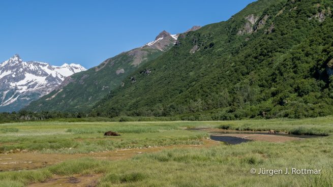 USA | Alaska | Katmai Nationalpark | Brown Bears (Braunbären)