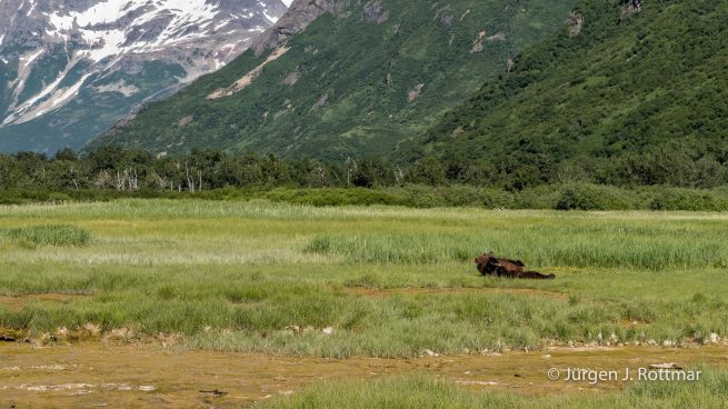 USA | Alaska | Katmai Nationalpark | Brown Bear (Braunbär)
