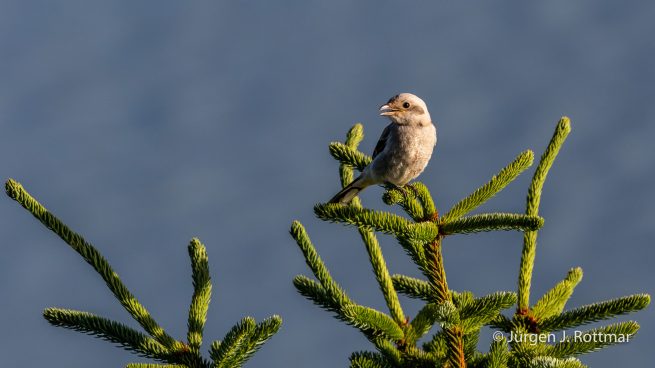 USA | Alaska | Katmai Nationalpark