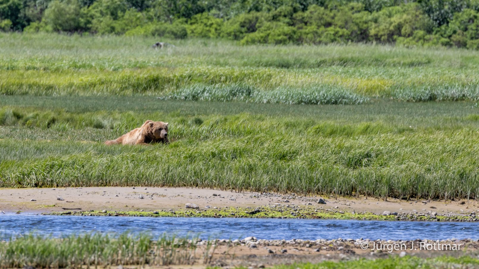 USA | Alaska | Katmai Nationalpark | Brown Bear (Braunbär)