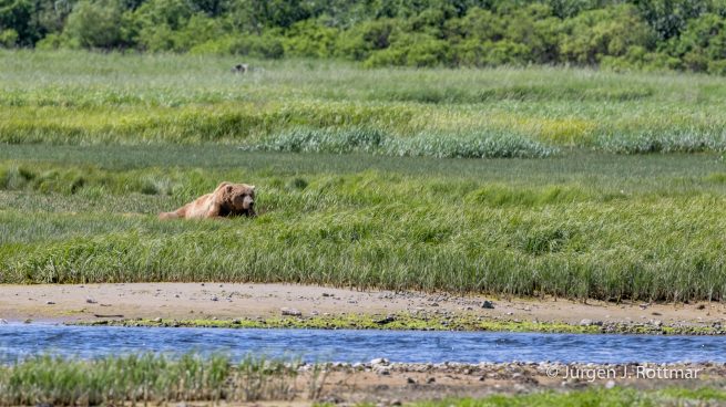 USA | Alaska | Katmai Nationalpark | Brown Bear (Braunbär)