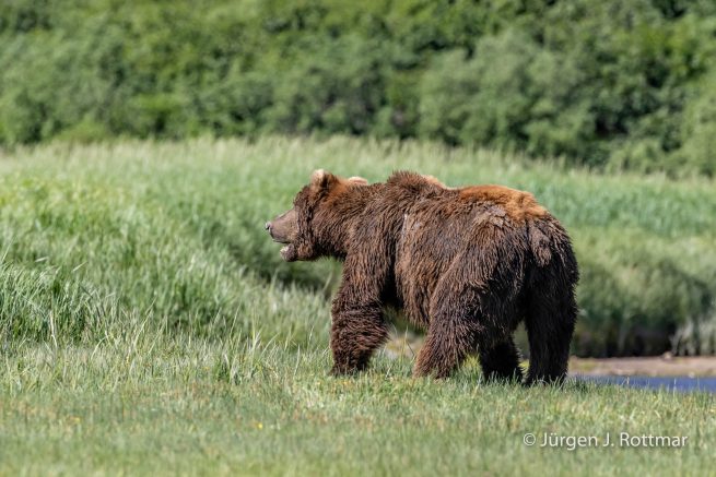 USA | Alaska | Katmai Nationalpark | Brown Bear (Braunbär)