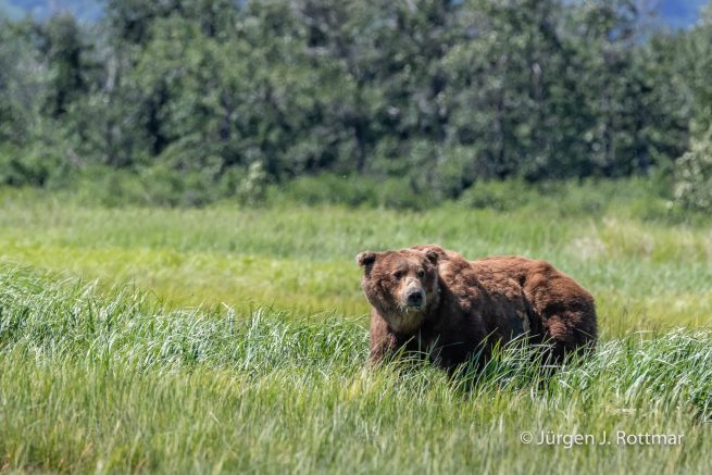 USA | Alaska | Katmai Nationalpark | Brown Bear (Braunbär)
