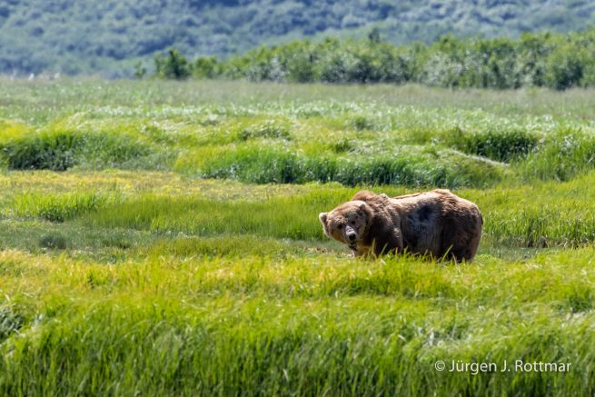 USA | Alaska | Katmai Nationalpark | Brown Bear (Braunbär)