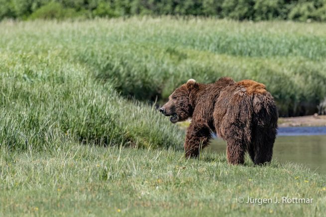 USA | Alaska | Katmai Nationalpark | Brown Bear (Braunbär)