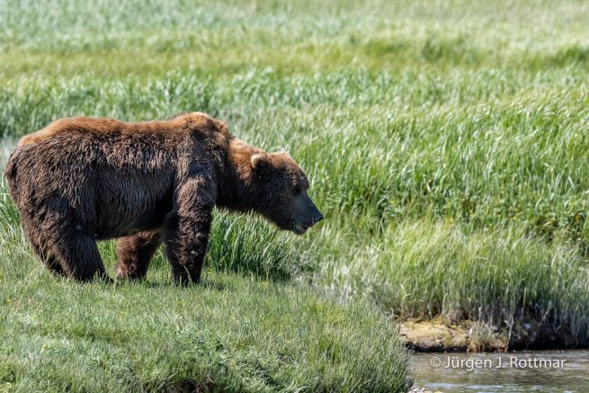 USA | Alaska | Katmai Nationalpark | Brown Bear (Braunbär)