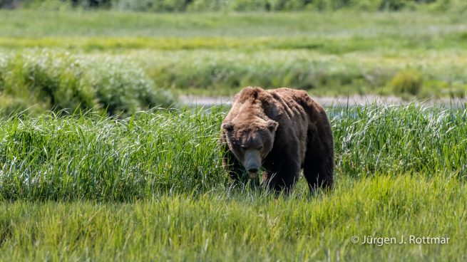 USA | Alaska | Katmai Nationalpark | Brown Bear (Braunbär)