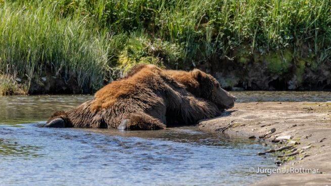 USA | Alaska | Katmai Nationalpark | Brown Bear (Braunbär)