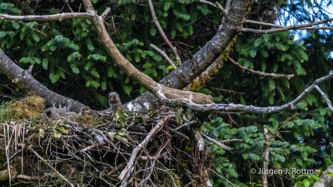 USA | Alaska | Kodiak Island | Bald Eagle (Weißkopfseeadler)
