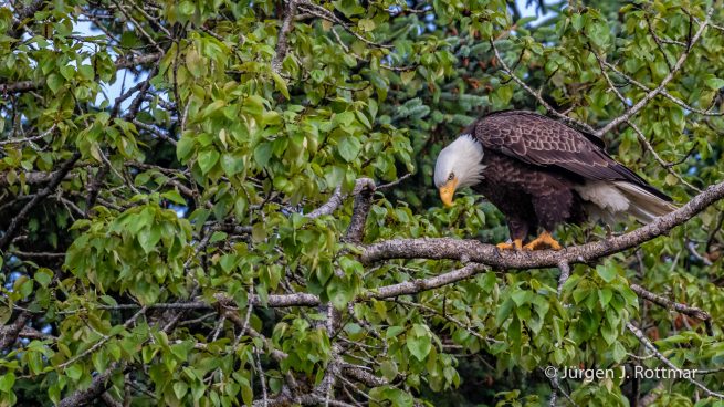 USA | Alaska | Kodiak Island | Bald Eagle (Weißkopfseeadler)