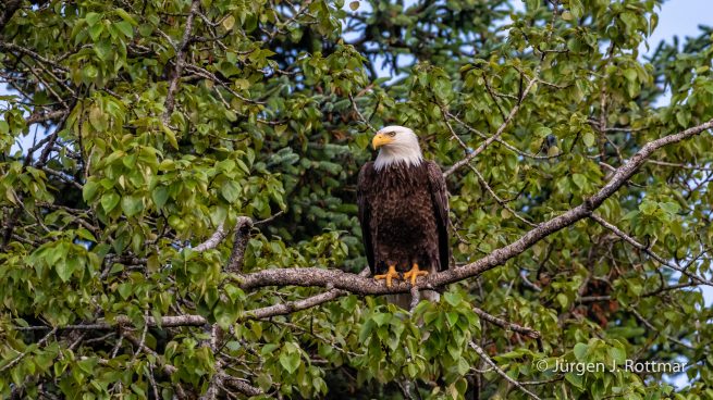 USA | Alaska | Kodiak Island | Bald Eagle (Weißkopfseeadler)