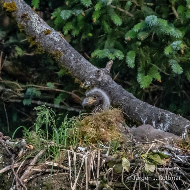 USA | Alaska | Kodiak Island | Bald Eagle (Weißkopfseeadler)