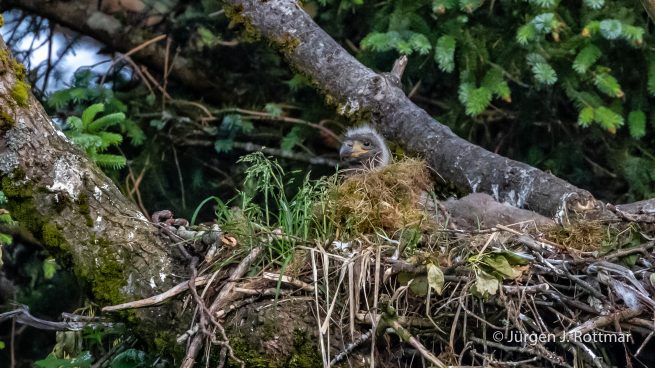 USA | Alaska | Kodiak Island | Bald Eagle (Weißkopfseeadler)