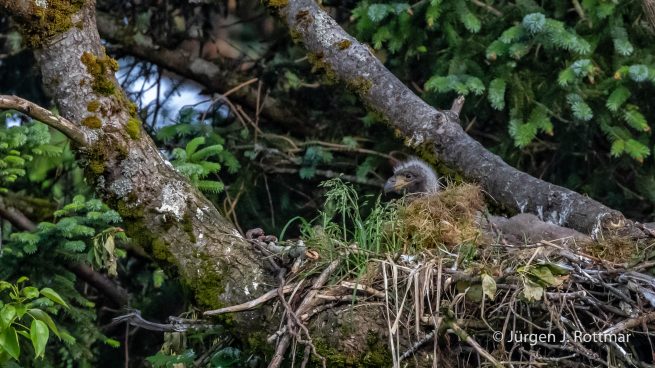 USA | Alaska | Kodiak Island | Bald Eagle (Weißkopfseeadler)
