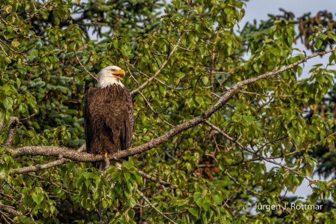 USA | Alaska | Kodiak Island | Bald Eagle (Weißkopfseeadler)