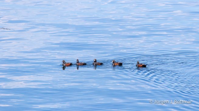 USA | Alaska | Kodiak Island | Harlequin Duck Family (Kragenenten Familie)