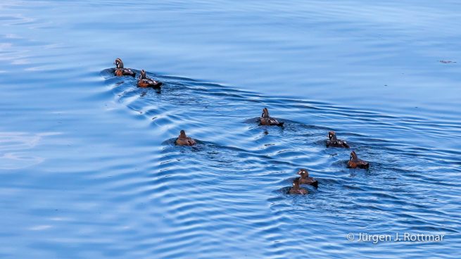 USA | Alaska | Kodiak Island | Harlequin Duck Family (Kragenenten Familie)