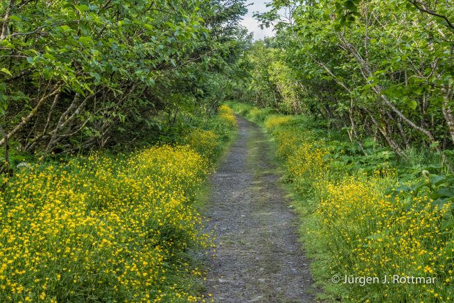USA | Alaska | Kodiak Island | Kodiak