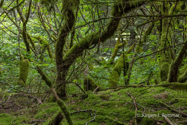 USA | Alaska | Kodiak Island | Kodiak
