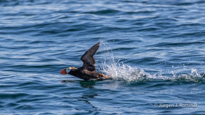 USA | Alaska | Kodiak Island | Puffin Island | Tufted Puffin | Gelbschopflund (Gelbschopf-Papageientaucher)