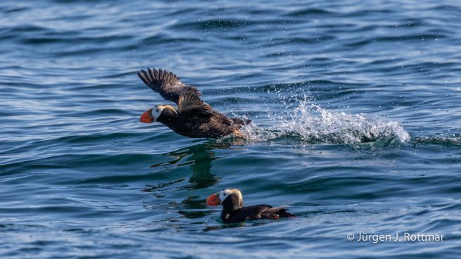 USA | Alaska | Kodiak Island | Puffin Island | Tufted Puffin | Gelbschopflund (Gelbschopf-Papageientaucher)