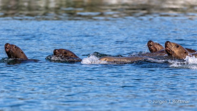 USA | Alaska | Kodiak Island | Saint Herman Bay | Sealions (Seelöwen)