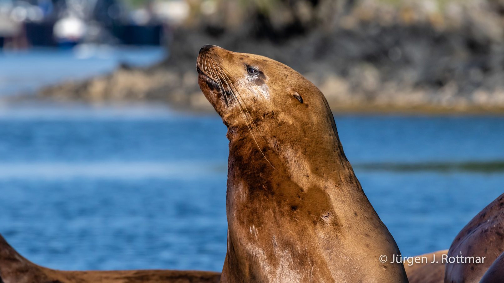 USA | Alaska | Kodiak Island | Saint Herman Bay | Sealions (Seelöwen)