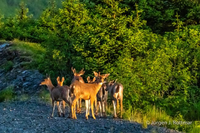 USA | Alaska | Kodiak Island | Sitka Deer (Sitkahirsch)