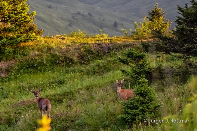 USA | Alaska | Kodiak Island | Sitka Deer (Sitkahirsch)