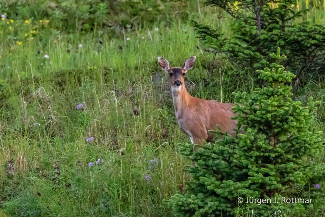 USA | Alaska | Kodiak Island | Sitka Deer (Sitkahirsch)