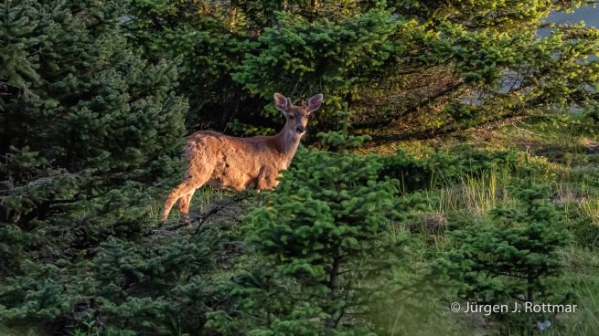 USA | Alaska | Kodiak Island | Sitka Deer (Sitkahirsch)