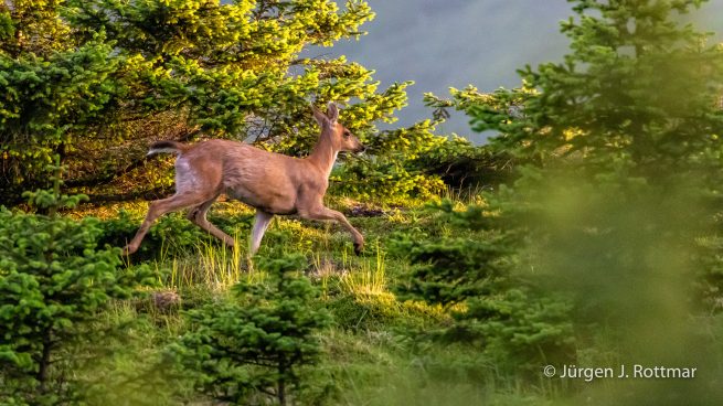 USA | Alaska | Kodiak Island | Sitka Deer (Sitkahirsch)