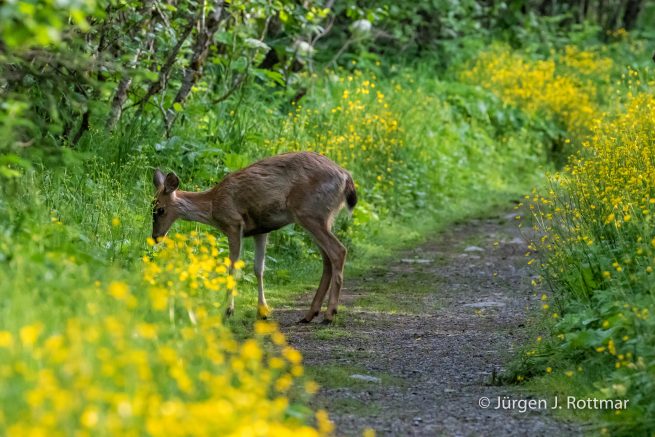 USA | Alaska | Kodiak Island | Sitka Deer (Sitkahirsch)