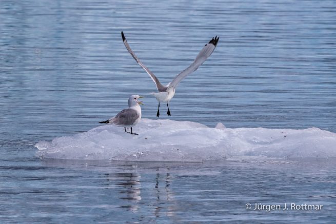 USA | Alaska | Prince William Sound | Barry Glacier | Black-legged Kittiwake (Schwarzfuss-Dreizehenmöve)