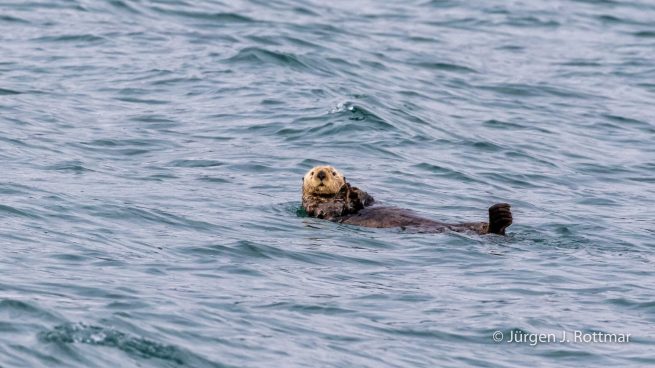 USA | Alaska | Prince William Sound | Barry Glacier | Sea-Otters (Seeottern)