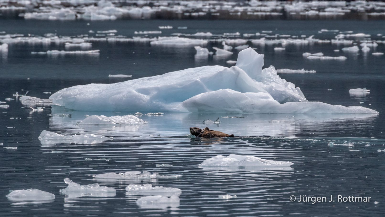 USA | Alaska | Prince William Sound | Barry Glacier | Sea-Otter