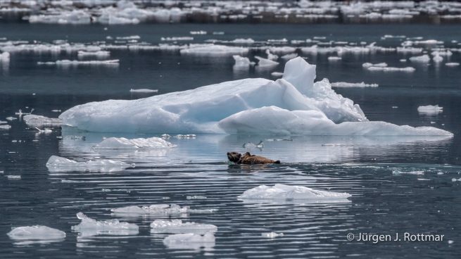 USA | Alaska | Prince William Sound | Barry Glacier | Sea-Otter (Seeotter)
