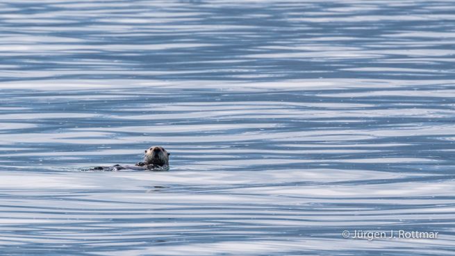 USA | Alaska | Prince William Sound | Barry Glacier | Sea-Otter (Seeotter)