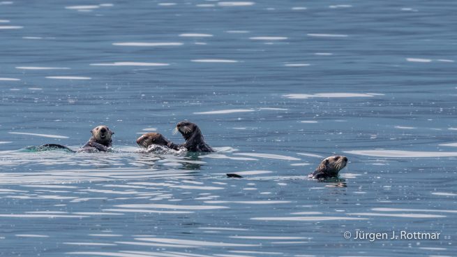 USA | Alaska | Prince William Sound | Barry Glacier | Sea-Otters (Seeottern)