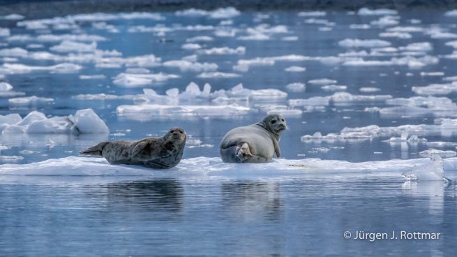 USA | Alaska | Prince William Sound | Barry Glacier | Seals (Robben)