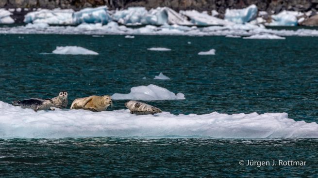 USA | Alaska | Prince William Sound | Barry Glacier | Seals (Robben)