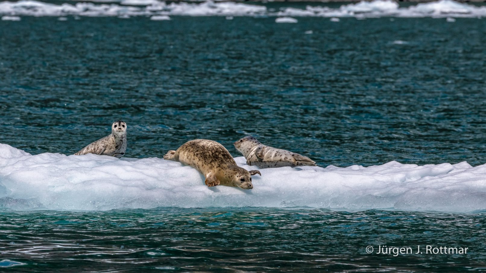 USA | Alaska | Prince William Sound | Barry Glacier | Seals (Robben)
