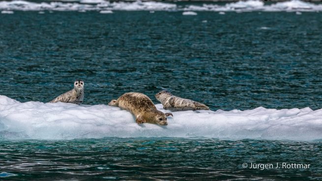 USA | Alaska | Prince William Sound | Barry Glacier | Seals (Robben)